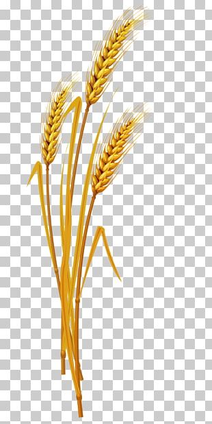 Golden Rice PNG, Clipart, Atmosphere, Body Jewelry, Botany, Christmas ...