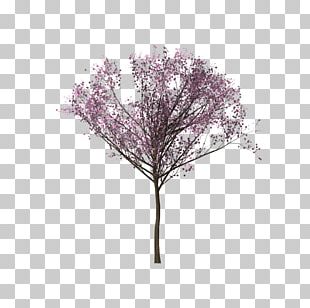 Tree Cherry Blossom Branch PNG