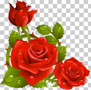 Rose Flower PNG, Clipart, Cut Flowers, Download, Flora, Floral Design ...