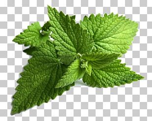 Maghrebi Mint Tea Spearmint Drink Food PNG, Clipart, Camellia Sinensis ...