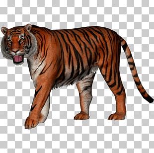 Golden Tiger Siberian Tiger Lion Bengal Tiger Buffalo Zoo PNG, Clipart ...