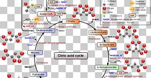 Metabolism Metabolic Pathway Glycolysis Mannose Galactose Png, Clipart 