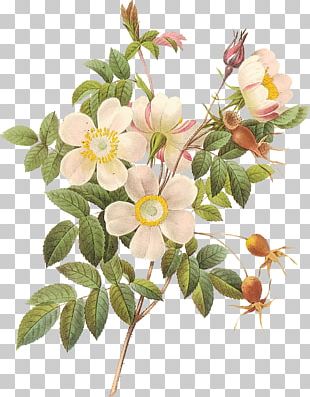 Rose Botany Botanical Illustration Flower Illustration PNG, Clipart ...