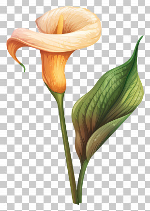 Calla Lily - Orange Calla Lily With Green Leaf PNG