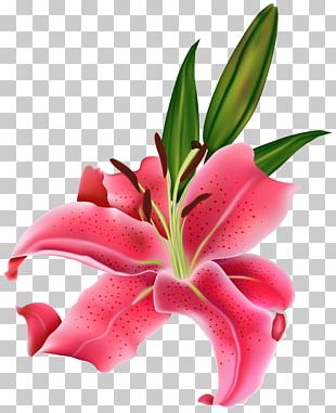 Tiger Lily Easter Lily Arum-lily Flower PNG