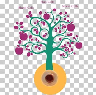 The Stem Cell Debate Cord Blood Stem Cell Controversy PNG