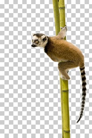 Vintage ring-tailed Lemur png animal, | Premium PNG Sticker - rawpixel