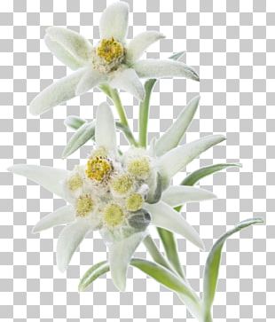 Edelweiss Png Images Edelweiss Clipart Free Download