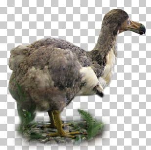Dodo Montreal Biodome Cercles Des Jeunes Naturalistes (Les) Mauritius Island Biology PNG