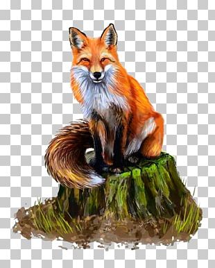 Red Fox Drawing Painting PNG