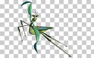 mantis po master shifu oogway tigress png clipart arthropod drawing film insect invertebrate free png download