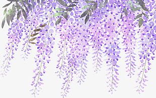 Painted Lavender Wisteria Flowers PNG