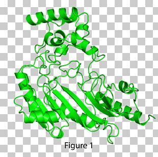 Structural Biology Cell Protein Leaf PNG