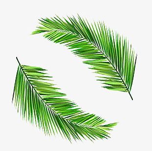 coconut leaves png images coconut leaves clipart free download coconut leaves png images coconut