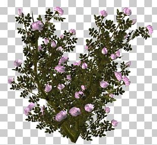 Garden Flower Collage Pink PNG
