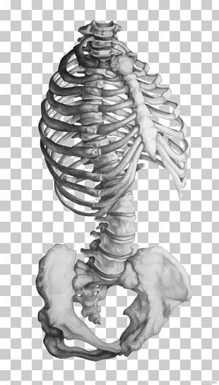 Rhode Island School Of Design Anatomy Human Skeleton Drawing PNG