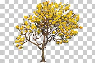 Yellow Tabebuia Chrysantha Twig Tabebuia Aurea Tree PNG
