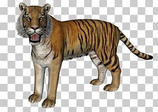 Bali Tiger Javan Tiger I Ching PNG, Clipart, Animal, Animals, Bali ...