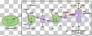 Calvin Cycle Photosynthesis Carbon Dioxide Light-independent Reactions ...