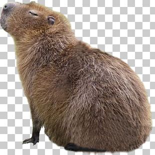 Hamster Background png download - 580*580 - Free Transparent Capybara png  Download. - CleanPNG / KissPNG