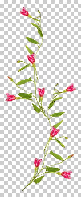 Flower Vine Drawing PNG, Clipart, Art, Buds, Christmas Tree, Circle ...