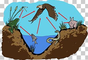 Everglades Food Chain Food Web Swamp PNG, Clipart, Angle, Animals ...