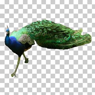 Green Peafowl Peacock Feather PNG, Clipart, Animal, Animals, Asiatic ...