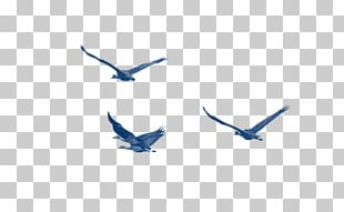 Bird Blue Pattern PNG
