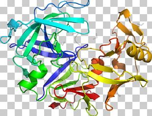 Pepsin PGA5 Protein Gene Wikipedia PNG