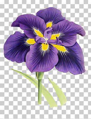 Flower Purple Lilium PNG, Clipart, Art White, Clip Art, Desktop ...