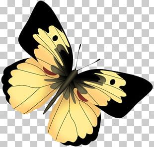 Monarch Butterfly Stock Photography Desktop PNG, Clipart, Arthropod ...