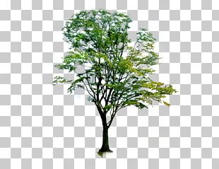 neem leaf png images neem leaf clipart free download neem leaf png images neem leaf clipart