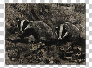 Badger Mustelids Fauna Wildlife PNG