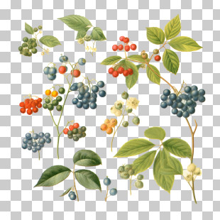 Pepper - Various Berries And Leaves PNG