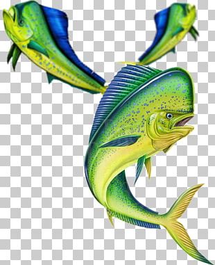 mahi mahi clipart