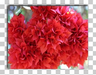Azalea Carnation Floral Design Cut Flowers PNG