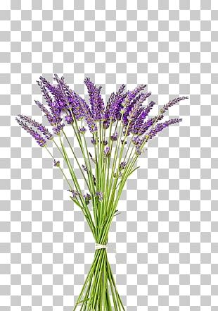 English Lavender Lavandula Latifolia Lavender Oil Plant French Lavender ...