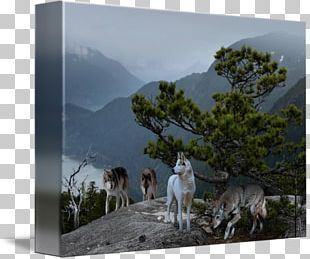 Wildlife Conservation Painting Gray Wolf PNG