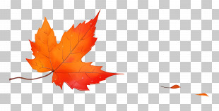 Crisp Autumn - Orange Maple Leaf Artwork PNG
