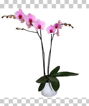 Orquideas PNG Images, Orquideas Clipart Free Download