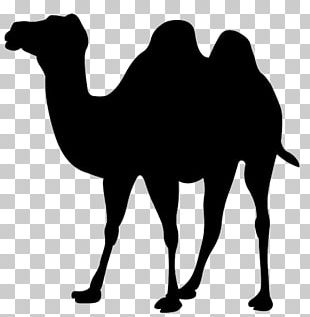 Bactrian Camel Dromedary PNG