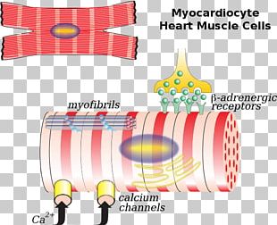 The Cardiac Muscle Cardiac Muscle Cell Myocyte Heart PNG