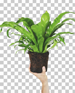 Fern PNG
