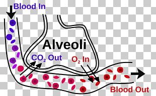 gas exchange clipart