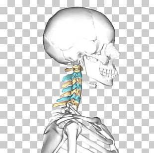 Anatomy Drawing Human Skeleton Vertebral Column Bone PNG, Clipart ...