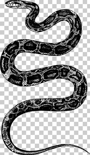  Serpiente de cascabel Rat Snake PNG Clipart Animales Arte Blanco Y Negro Black Mamba Rata Serpiente Negra Descargar Gratis PNG Descargar Gratis
