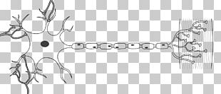 Efferent Nerve Fiber Axon Afferent Nerve Fiber Neuron PNG