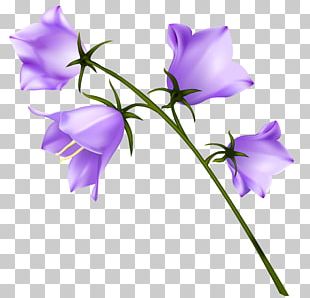 Flower Purple PNG, Clipart, Cartoon, Color, Crocus, Cut Flowers ...