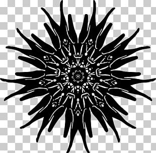 Sea Urchin Drawing Sea Otter PNG