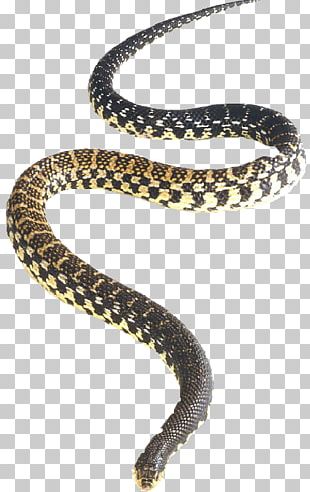 Northern Redbelly Snake Rattlesnake Eastern Hognose Snake PNG